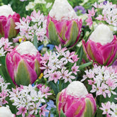 Pastelfarbene Tulpen Ice Cream und Zierlauch Blumenzwiebel Mischung (x15) - Willemse