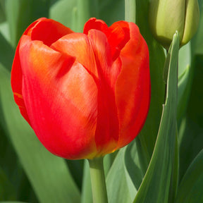 Triumph-Tulpen Cadans (x10) - Willemse