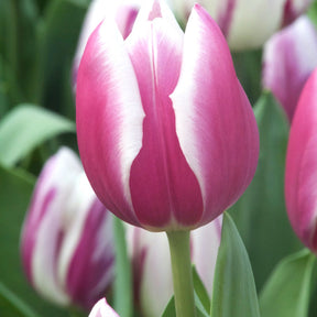 Triumph-Tulpen Synaeda Blue (x10) - Willemse