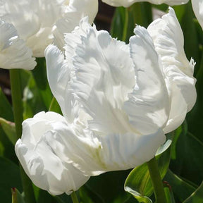 Papageien-Tulpen White Parrot (x7) - Tulipa 'white parrot' - Willemse