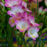 Freesien rosa (x15) - Willemse