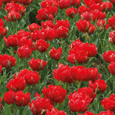 Tulpen ‘Abba’ gefüllt Rot (x7) - Willemse
