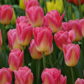 Triumph-Tulpen Tom Pouce - Tulipa 'tom pouce' - Willemse