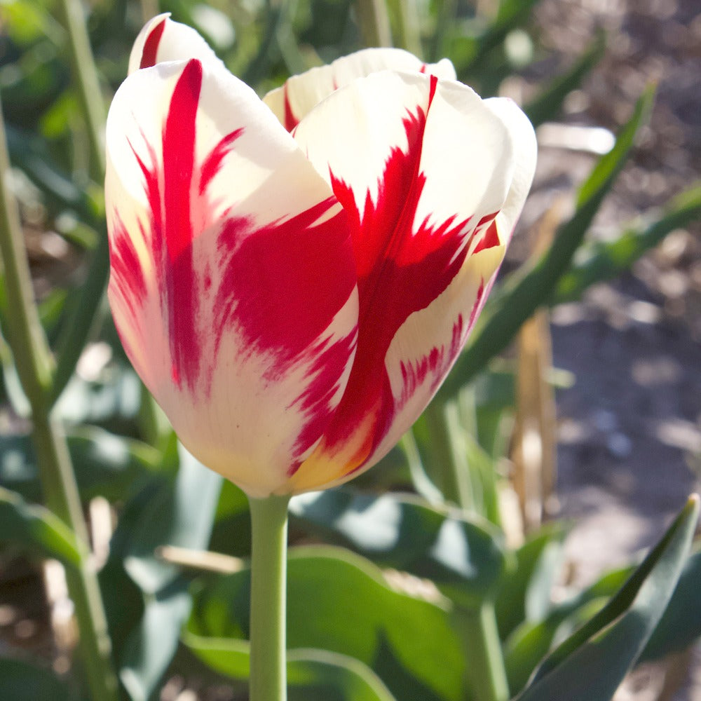 Triumph-Tulpen ‘Carnaval de Rio’ (x10) - Willemse