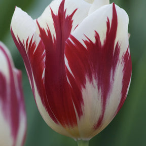 Triumph-Tulpen ‘Grand Perfection’ (x10) - Willemse