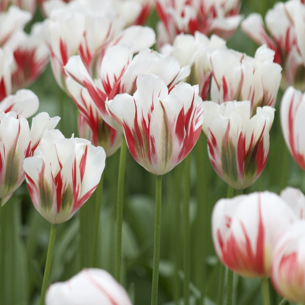 Viridiflora-Tulpen Flaming Spring Green - Willemse