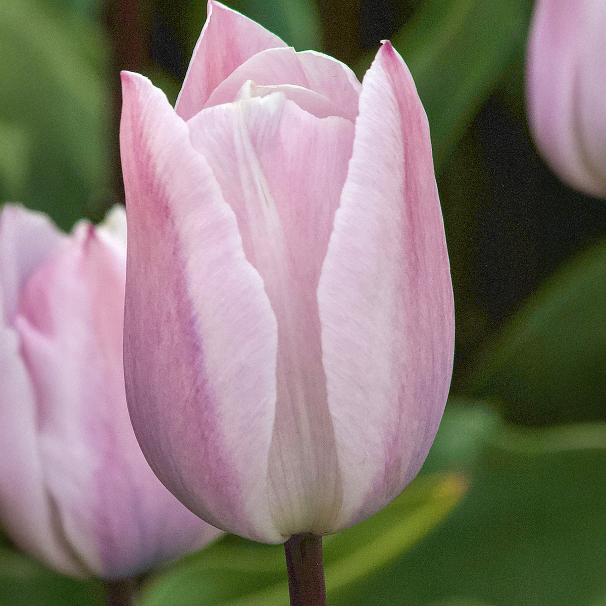Triumph-Tulpen Silver Cloud - Willemse