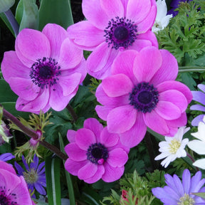 Anemonen coronaria - Rosa - Willemse