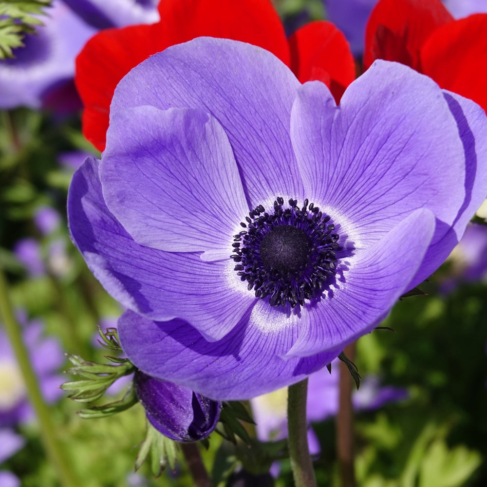 Anemonen coronaria - Blau - Anemone 'm.fokker' - Willemse