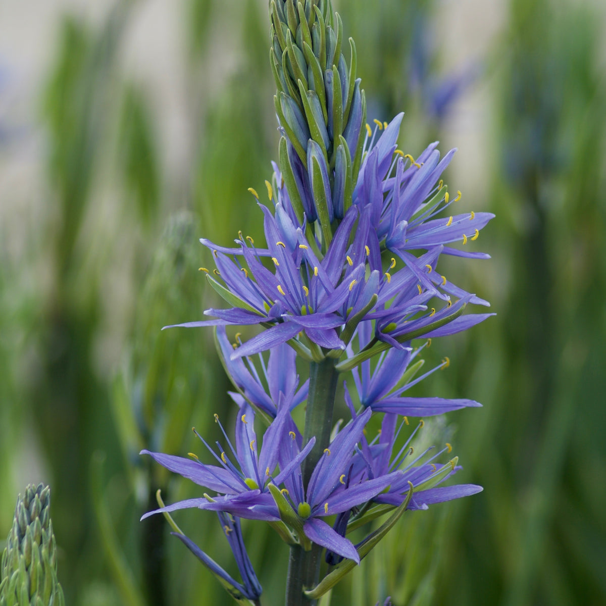 Camassia leichtlinii suksdorfii blau (x3) - Willemse