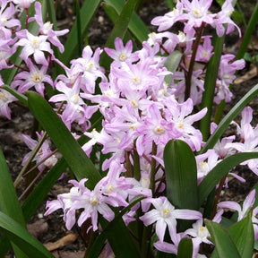 Schneeglanz Pink Giant - Willemse