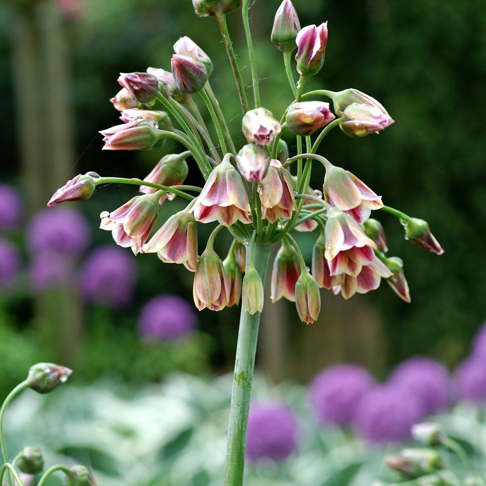 Bulgarischer Lauch 'Bulgaricum' (x15) - Willemse
