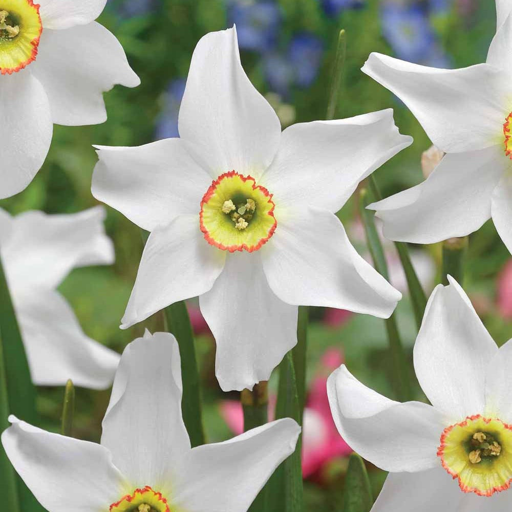 Narzissen 'Recurvus' (x10) - Narcissus poeticus Recurvus - Willemse