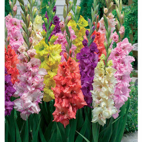 Gladiole Mischung 'Parkiet' (x25) - Willemse