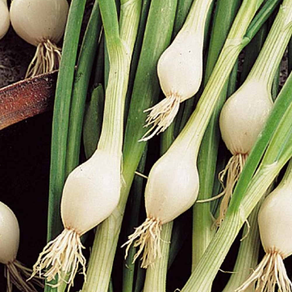 Frühlingszwiebel 'White Lisbon' - Allium cepa lisboa - Saatgut