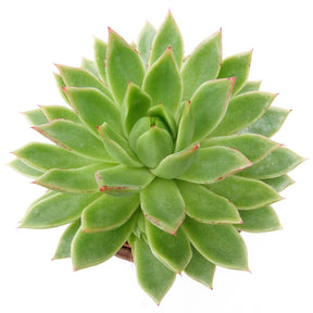 Verkauf Sukkulente Echeveria agavoides