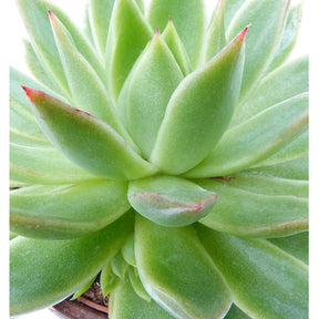 Sukkulente Echeveria agavoides - Echeveria agavoides
