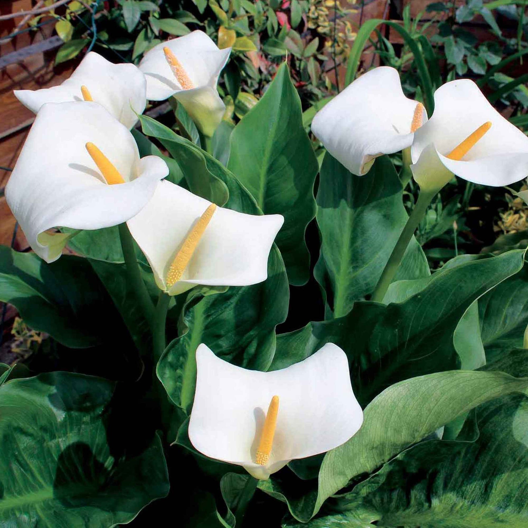 Aronstab-Zwiebeln - Äthiopische Calla (x2) - Zantedeschia aethiopica