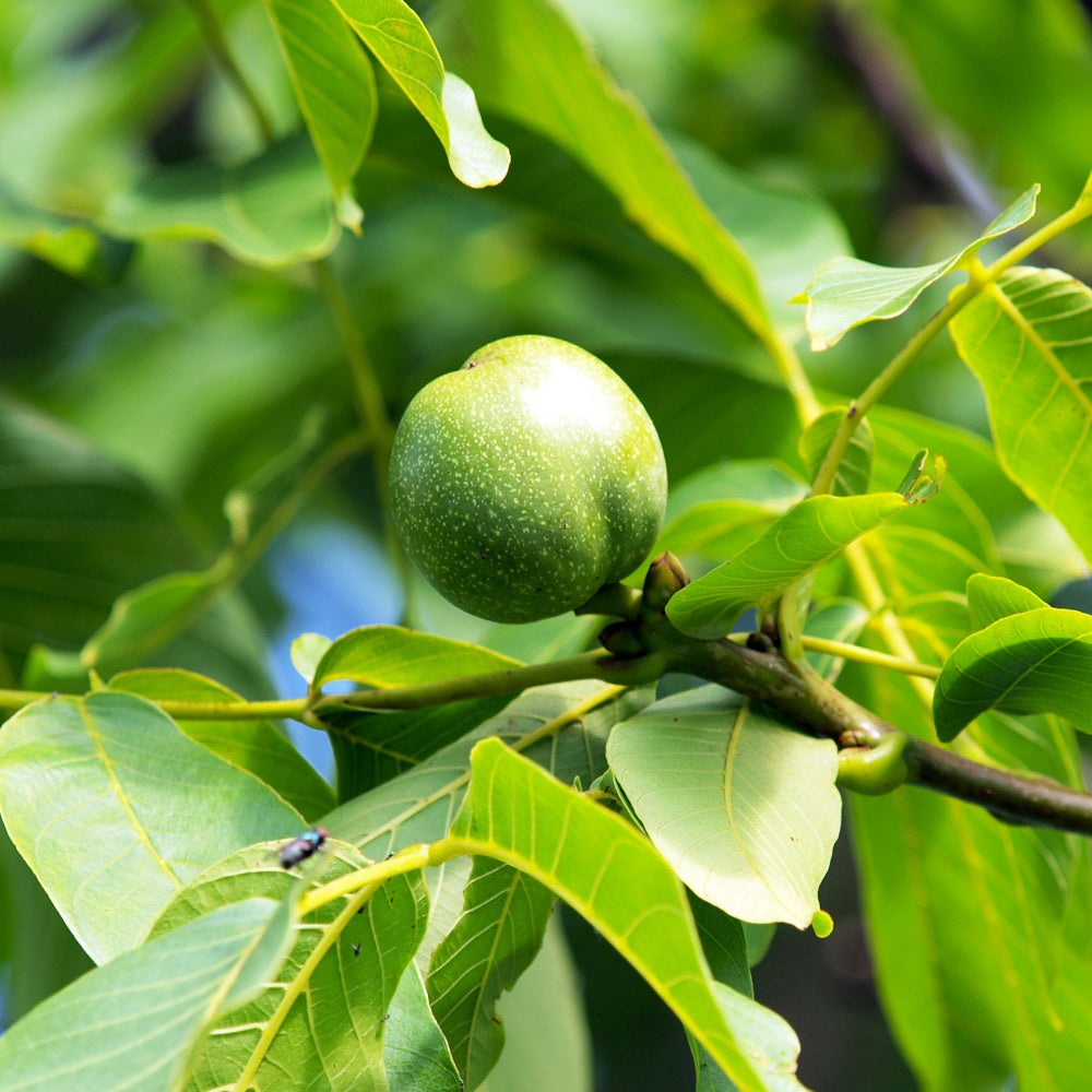 Walnuss - Juglans regia