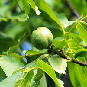Walnuss - Juglans regia