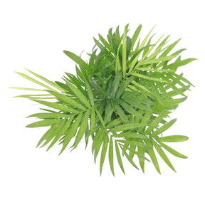Bergpalme - Zimmerpalmen - Willemse