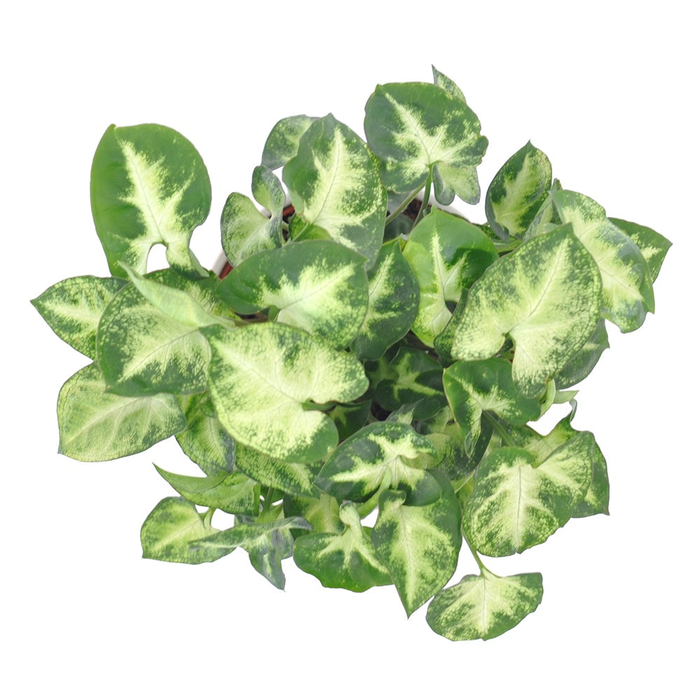 Purpurtute 'Pixie' - Syngonium pixie