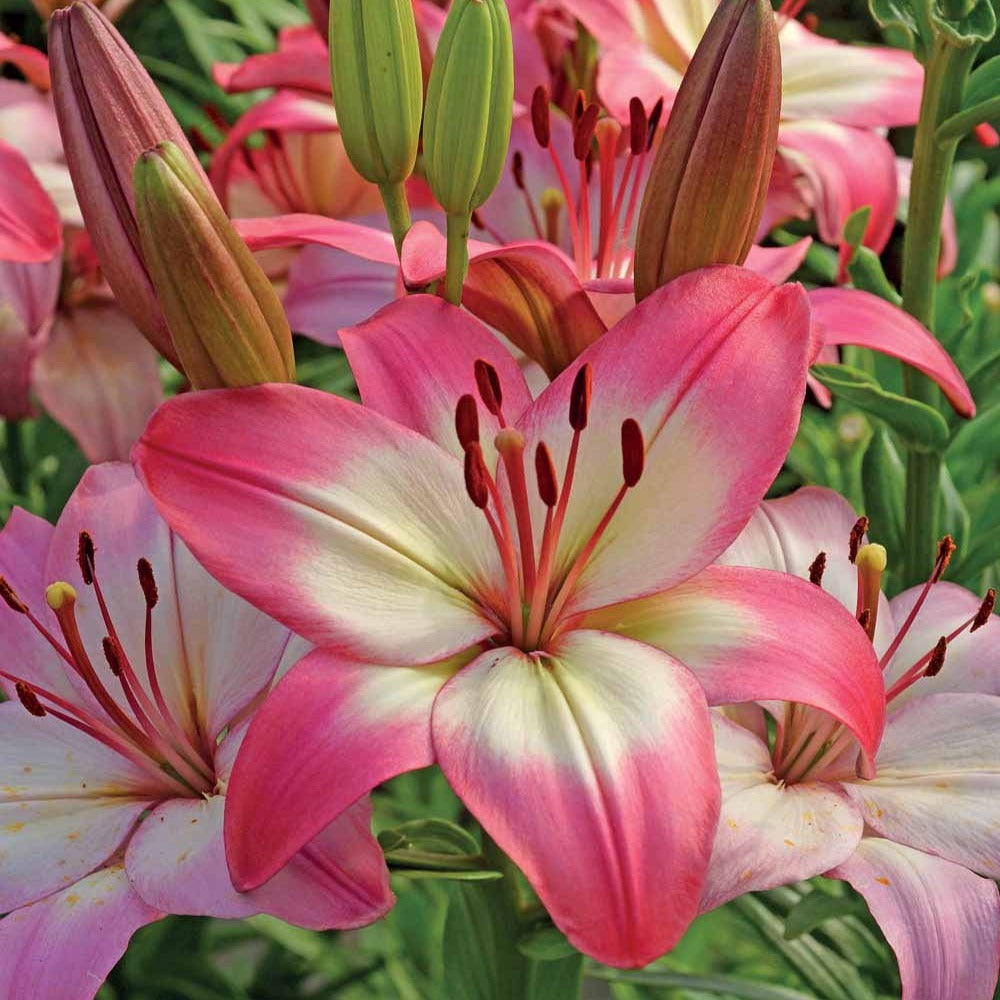 Lilium 'levi' - Asiatische Lilie 'Levi' - Lilien-Zwiebeln