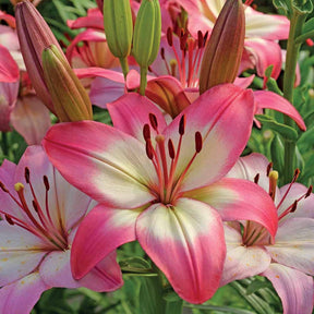 Lilium 'levi' - Asiatische Lilie 'Levi' - Lilien-Zwiebeln