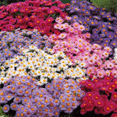 Kissen-Aster Mischung (x4) - Aster dumosus