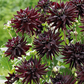 Dahlie 'Tamburo' (x3) - Dahlia tamburo - Willemse
