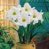 Amaryllis - Amaryllis white christmas - Amaryllis
