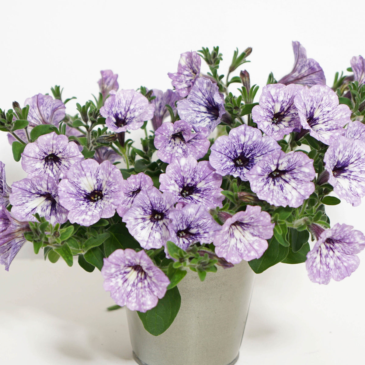 Petunie 'Lavender Sky' (x3) - Willemse