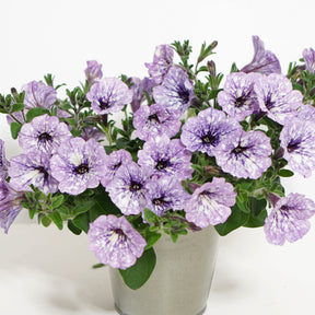 Petunie 'Lavender Sky' (x3) - Willemse
