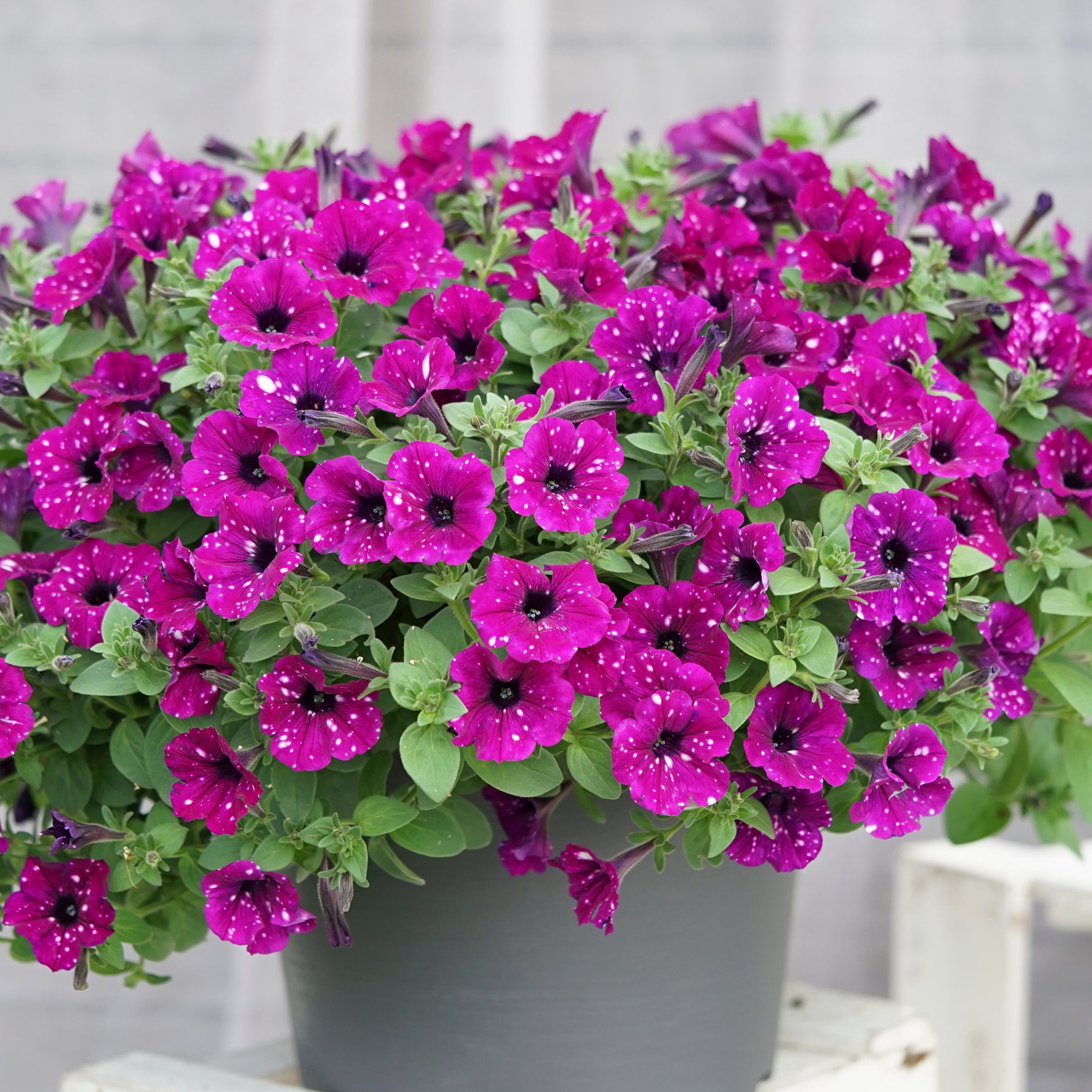 Petunie 'Royal Sky' (x3) - Petunia royal sky