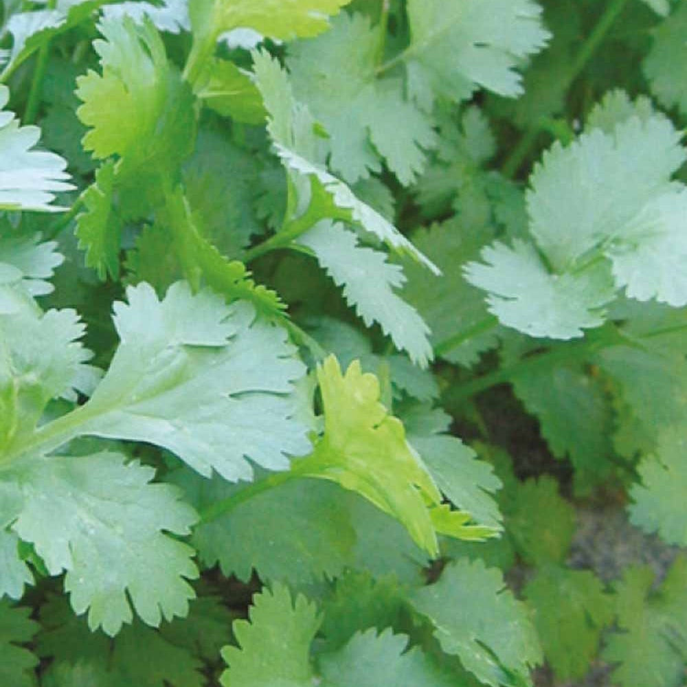 Koriander Coriandrum sativum - Willemse