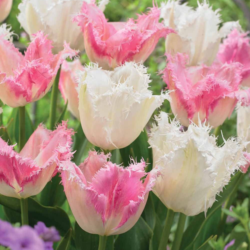 Tulpen Mischung 'Royal Wedding' (x20) - Tulipa (huis ten bosch, noordeinde) - Willemse